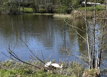 Svanepar ved dammen bygger sammen