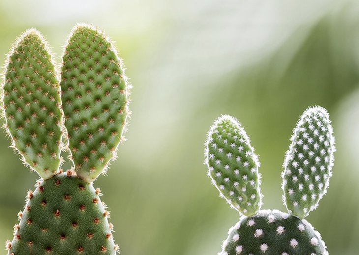 Kaninører (Bunny Ears Cactus).