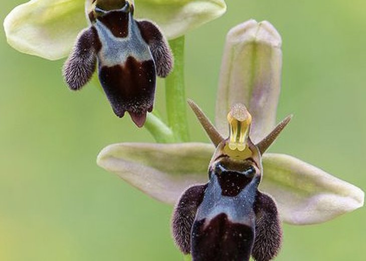 Flueblom (Orkidé).