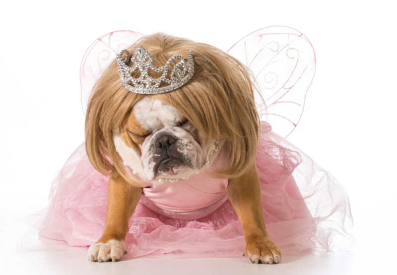 naughty princess - english bulldog wearing princess costume
