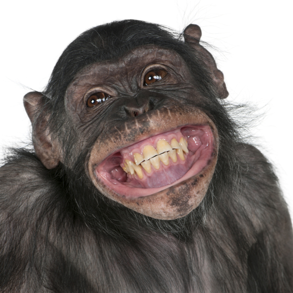 Close-up of Mixed-Breed monkey between Chimpanzee and Bonobo smiling, 8 years old