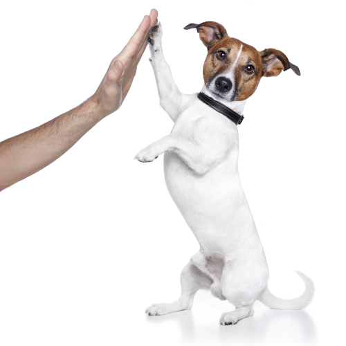 Dog with male hand and high five