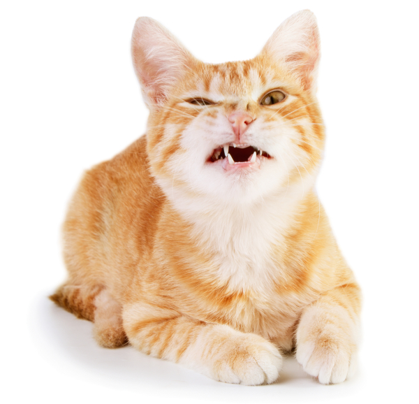 Angry red cat isolated on white background
