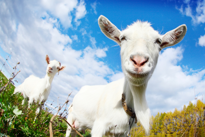 Portrait of a funny goats looking to a camera over blue sky background