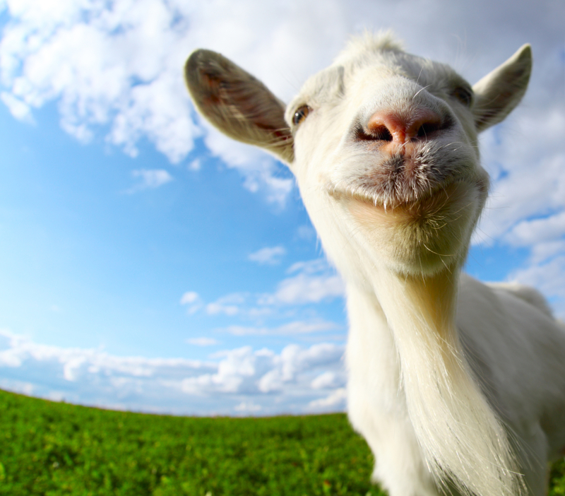 Funny goat's portrait on a green sunny meadow background