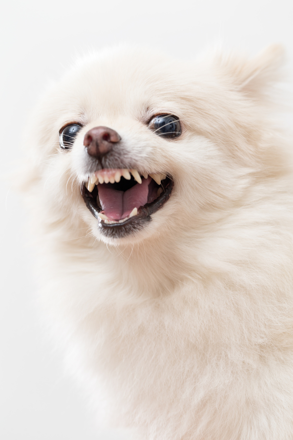 Pomeranian feeling angry