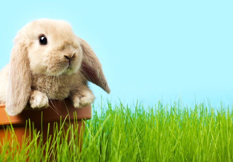 baby Easter bunny on spring green grass