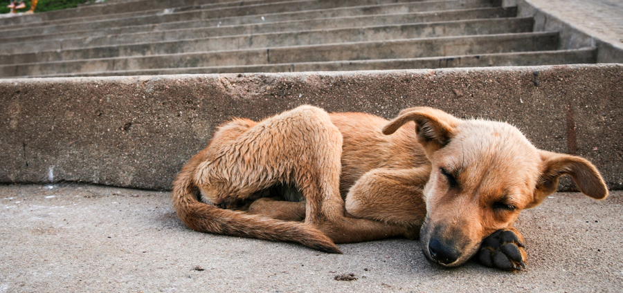 Young stray dog sleeping on pavement in india